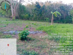 Menyosal Rusaknya Kawasan Penghutanan Sosial Lojejer Jember