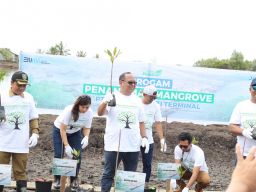 Pelindo Multi Terminal Tanam 8000 Bibit Mangrove Di Kalimantan