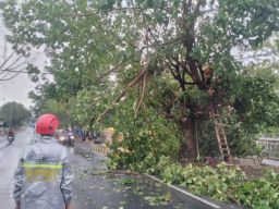 TRC BPBD Lamongan Bergerak Cepat Evakuasi Puluhan Pohon Besar yang Tumbang Akibat Hujan Deras