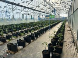 Merawat Dan Menyapa Tanaman Adalah Sumber Bahagia Jiwa Yang sebenarnya