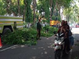 Dinas Lingkungan Hidup Lamongan Rajin Potong Pohon Berisiko Tumbang