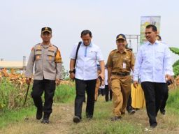 Impor Di Stop Petani Jagung Tuban Masuki Masa Panen Raya