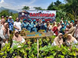 Tanam Cabe Serentak Di Pekarangan, Upaya Wujudkan Ketahanan Pangan Keluarga PKK Bondowoso