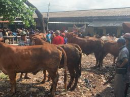 Harga Sapi Siap Potong Naik, PPSDS Jatim Meradang, Ragukan Data BPS 