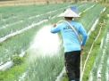Budidaya Bawang Merah di Pidie Butuh Dukungan PLN 