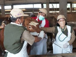 Menjelang Idul Adha 1445 H, Ketersediaan dan Kesehatan Hewan Kurban di Lamongan Terjamin Aman