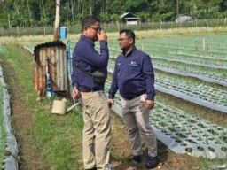 Dukung Pengembangan Bawang Merah di Pidie, PLN UP 3 Sigli Sediakan Listrik