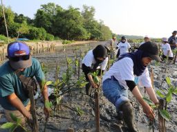 Pelindo Regional 3 Lakukan Penyulaman Bibit Mangrove untuk Kelestarian Lingkungan