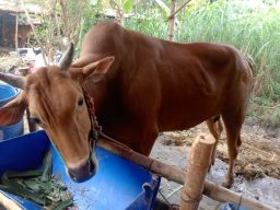 Lagi, PPSDS Jatim Ragukan Data Disnak Terkait Ketersediaan Sapi Siap Potong