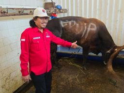 Potong 15 Sapi, PDIP Surabaya: Idul Adha Momen Perkuat Spiritual dan Semangat Berkurban