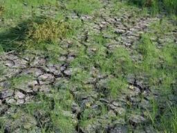 Hadapi Kemarau, Teknologi Modifikasi Cuaca Dukung Program Ketahanan Pangan