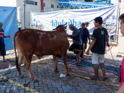 Gandeng LMI, PT TPS Bagikan Daging Qurban ke Mitra dan Masyarakat