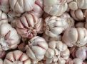 Kompak dengan Sidoarjo, Berikut Update Harga Bawang Putih di Kota Blitar Hari Ini