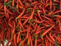 Harga Cabe Merah Besar di Kota Blitar Hari Ini Lebih Mahal dari Kota Surabaya