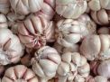 Harga Bawang Putih di Kota Blitar Turun, Kini Menjadi Rp36.000/Kg