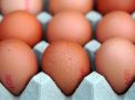 Harga Telur Ayam Ras di Kota Blitar Hari Ini Selisihnya Lumayan dengan Gresik, Segini Perkilogramnya