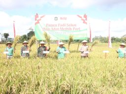 Solidnya Forkopimda Kota Blitar Gelar Panen Padi Sehat dan Adat Methik Pari