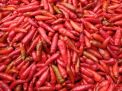 Selisih Rp9.000 dengan Tulungagung, Berikut Update Harga Cabe Rawit di Kota Blitar Hari Ini