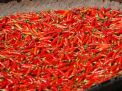 Tertinggi se-Jawa Timur, Segini Harga Cabe Rawit Merah di Kota Blitar Hari Ini