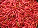 Sempat Ngegas, Harga Cabe Rawit Merah di Kota Blitar Hari Ini Mulai Menurun