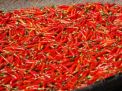 Merangkak Naik, Segini Harga Cabe Rawit di Kota Blitar per Kilogramnya