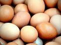 Kompak dengan 7 Daerah di Jawa Timur, Cek Yuk Harga Telur Ayam Ras di Kota Blitar Hari Ini