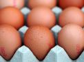 Harga Telur Ayam Ras: Stabil di Blitar, Melonjak di Banyuwangi