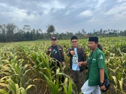 Inspiratif! Ranting Ansor Turen Buka Lahan Pertanian untuk Tingkatkan Perekonomian Anggota