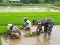 Aksi Nyata Dukung Ketahanan Pangan, Babinsa Desa Sidodadi Blitar Bantu Petani Cabut Benih Padi Siap Tanam