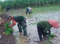 Koptu Wahyu Anugerah Bersama Warga Desa Gununggede Blitar Tingkatkan Hanpangan Dengan Tanam Padi