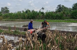 Percepat Masa Tanam, Babinsa Sumberingin Bantu Siapkan Lahan Tanam Padi