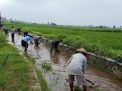 Poktan Berkah Tani Didampingi Babinsa Optimalkan Saluran Irigasi 20 Ha Lahan Sawah di Kaliboto Wonodadi Blitar