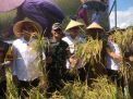 Bupati Jember Apresiasi Kinerja Bulog Jember Atas Serapan Gabah Petani