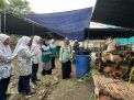 Lulus Sekolah, Siswa SMP Al Muslim Patungan Beli Kambing untuk Dibagikan ke Staf Sekolah