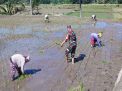 Babinsa Tambakan Blitar Dampingi Petani Tanam Padi Musim Kedua Di Lahan Poktan Setia Bakti II
