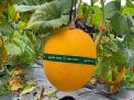 BUMDes Sekar Sejahtera Lamongan Buka Wisata Petik Melon, Catat Tanggalnya