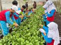 SD Al Muslim Bentuk Generasi “Eco Guardian” Lewat Outing Class di Kaliandra