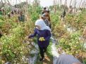 Gubernur Khofifah Gerakkan Bupati/Wali Kota Serap Tomat Petani untuk Tekan Deflasi