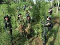BNN Musnahkan 69 Ton Ganja Di Aceh Utara