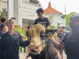 Fajar Ogah Komentari Demonstrasi Mitra Jagal, Fokus Pelayanan Pemotongan di Pegirian dan TOW