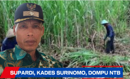 Peran Kades di Dompu NTB, Bangkitkan Ekonomi Rakyat Melalui Ladang Tebu