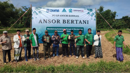 GP Ansor Seriusi Program Ansor Bertani, Kembangkan Ketahanan Pangan Di Bawean