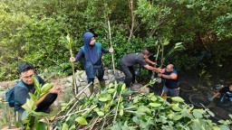 Penyaluran Panen Mangrove, TPS Dukung Penanaman 3.000 Bibit Mangrove di Sontoh Laut Surabaya