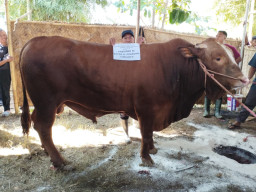 Sapi Kurban Presiden Prabowo Disembelih di Ponpes Al-Ishlah Bondowoso, Bobotnya Capai 900 Kilogram