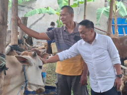 Sambangi Pedagang Hewan Kurban, Anas Minta Kelurahan Responsif Kawal Penataan Lapak