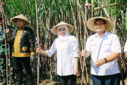 Khofifah Pimpin Panen dan Tanam Tebu Serentak Program Bongkar Ratoon di Malang, Genjot Produktivitas, Target 54.89 Ha