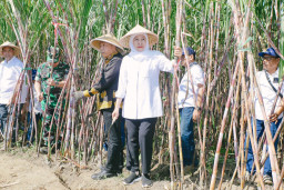 Panen dan Tanam Tebu Serentak, Khofifah Tegaskan Jatim Tulang Punggung Industri Gula Nasional