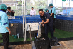516 Ekor Lele Dipanen di SPPG Palmerah, Siap Diolah untuk Program Makan Bergizi Gratis