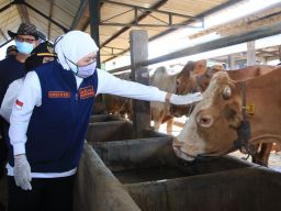 Animo Warga Jatim Berkurban Sangat Tinggi, Berkah Bagi Peternak di Tengah Wabah PMK