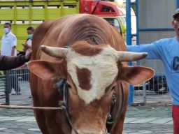 Sepuluh Juta Ternak di Jatim Telah di Vaksin PMK